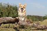 CORGI PEMBROKE 181